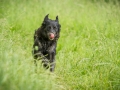 Hundefreunde_Marburg_Gassitreffen_Hundetreffen_Treffen_Hunde_Gassi (74)