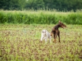 Hundefreunde_Marburg_Gassitreffen_Hundetreffen_Treffen_Hunde_Gassi (84)