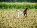 Hundefreunde_Marburg_Gassitreffen_Hundetreffen_Treffen_Hunde_Gassi (85)