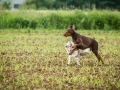 Hundefreunde_Marburg_Gassitreffen_Hundetreffen_Treffen_Hunde_Gassi (88)