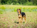 Hundefreunde_Marburg_Gassitreffen_Hundetreffen_Treffen_Hunde_Gassi (9)