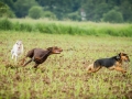 Hundefreunde_Marburg_Gassitreffen_Hundetreffen_Treffen_Hunde_Gassi (96)