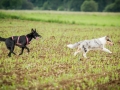 Hundefreunde_Marburg_Gassitreffen_Hundetreffen_Treffen_Hunde_Gassi (97)