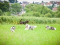 Hundefreunde_Marburg_Hundetreffen_Treffen_Gassi_Langhaarcollie_Gaia_Border_Collie_Mischling_Maggy (1) - Kopie