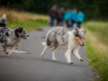 Hundefreunde_Marburg_Hundetreffen_Treffen_Gassi_Langhaarcollie_Gaia_Border_Collie_Mischling_Maggy (10) - Kopie
