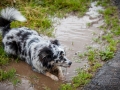 Hundefreunde_Marburg_Hundetreffen_Treffen_Gassi_Langhaarcollie_Gaia_Border_Collie_Mischling_Maggy (12) - Kopie
