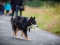 Hundefreunde_Marburg_Hundetreffen_Treffen_Gassi_Langhaarcollie_Gaia_Border_Collie_Mischling_Maggy (13) - Kopie