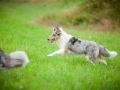 Hundefreunde_Marburg_Hundetreffen_Treffen_Gassi_Langhaarcollie_Gaia_Border_Collie_Mischling_Maggy (15) - Kopie