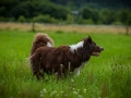 Hundefreunde_Marburg_Hundetreffen_Treffen_Gassi_Langhaarcollie_Gaia_Border_Collie_Mischling_Maggy (19) - Kopie