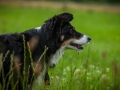 Hundefreunde_Marburg_Hundetreffen_Treffen_Gassi_Langhaarcollie_Gaia_Border_Collie_Mischling_Maggy (20) - Kopie