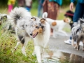 Hundefreunde_Marburg_Hundetreffen_Treffen_Gassi_Langhaarcollie_Gaia_Border_Collie_Mischling_Maggy (26) - Kopie