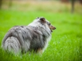 Hundefreunde_Marburg_Hundetreffen_Treffen_Gassi_Langhaarcollie_Gaia_Border_Collie_Mischling_Maggy (31) - Kopie