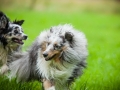 Hundefreunde_Marburg_Hundetreffen_Treffen_Gassi_Langhaarcollie_Gaia_Border_Collie_Mischling_Maggy (32) - Kopie