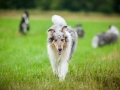 Hundefreunde_Marburg_Hundetreffen_Treffen_Gassi_Langhaarcollie_Gaia_Border_Collie_Mischling_Maggy (39) - Kopie