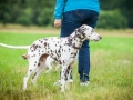 Hundefreunde_Marburg_Hundetreffen_Treffen_Gassi_Langhaarcollie_Gaia_Border_Collie_Mischling_Maggy (40) - Kopie