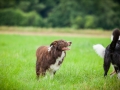 Hundefreunde_Marburg_Hundetreffen_Treffen_Gassi_Langhaarcollie_Gaia_Border_Collie_Mischling_Maggy (41) - Kopie