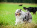 Hundefreunde_Marburg_Hundetreffen_Treffen_Gassi_Langhaarcollie_Gaia_Border_Collie_Mischling_Maggy (47) - Kopie