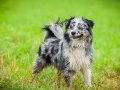 Hundefreunde_Marburg_Hundetreffen_Treffen_Gassi_Langhaarcollie_Gaia_Border_Collie_Mischling_Maggy (51) - Kopie