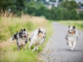 Hundefreunde_Marburg_Hundetreffen_Treffen_Gassi_Langhaarcollie_Gaia_Border_Collie_Mischling_Maggy (55) - Kopie