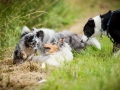 Hundefreunde_Marburg_Hundetreffen_Treffen_Gassi_Langhaarcollie_Gaia_Border_Collie_Mischling_Maggy (58) - Kopie