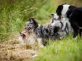 Hundefreunde_Marburg_Hundetreffen_Treffen_Gassi_Langhaarcollie_Gaia_Border_Collie_Mischling_Maggy (60) - Kopie