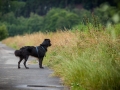 Hundefreunde_Marburg_Hundetreffen_Treffen_Gassi_Langhaarcollie_Gaia_Border_Collie_Mischling_Maggy (64) - Kopie