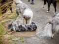 Hundefreunde_Marburg_Hundetreffen_Treffen_Gassi_Langhaarcollie_Gaia_Border_Collie_Mischling_Maggy (65) - Kopie