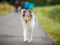 Hundefreunde_Marburg_Hundetreffen_Treffen_Gassi_Langhaarcollie_Gaia_Border_Collie_Mischling_Maggy (7) - Kopie