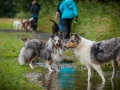 Hundefreunde_Marburg_Hundetreffen_Treffen_Gassi_Langhaarcollie_Gaia_Border_Collie_Mischling_Maggy (71) - Kopie