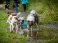 Hundefreunde_Marburg_Hundetreffen_Treffen_Gassi_Langhaarcollie_Gaia_Border_Collie_Mischling_Maggy (73)