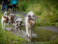 Hundefreunde_Marburg_Hundetreffen_Treffen_Gassi_Langhaarcollie_Gaia_Border_Collie_Mischling_Maggy (75)