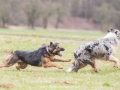 Hundemaedchen_Maggy_Gaia_Gassitreffen_Hundefreunde_Rauschenberg_Marburg_Hunde_Langhaarcollie_Collie (13)
