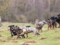 Hundemaedchen_Maggy_Gaia_Gassitreffen_Hundefreunde_Rauschenberg_Marburg_Hunde_Langhaarcollie_Collie (25)