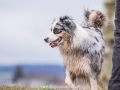 Hundemaedchen_Maggy_Gaia_Gassitreffen_Hundefreunde_Rauschenberg_Marburg_Hunde_Langhaarcollie_Collie (29)
