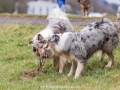 Hundemaedchen_Maggy_Gaia_Gassitreffen_Hundefreunde_Rauschenberg_Marburg_Hunde_Langhaarcollie_Collie (33)