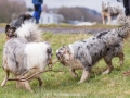Hundemaedchen_Maggy_Gaia_Gassitreffen_Hundefreunde_Rauschenberg_Marburg_Hunde_Langhaarcollie_Collie (34)