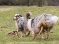 Hundemaedchen_Maggy_Gaia_Gassitreffen_Hundefreunde_Rauschenberg_Marburg_Hunde_Langhaarcollie_Collie (35)