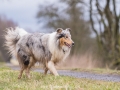 Hundemaedchen_Maggy_Gaia_Gassitreffen_Hundefreunde_Rauschenberg_Marburg_Hunde_Langhaarcollie_Collie (61)