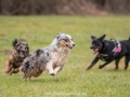 Hundemaedchen_Maggy_Gaia_Gassitreffen_Hundefreunde_Rauschenberg_Marburg_Hunde_Langhaarcollie_Collie (63)