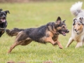 Hundemaedchen_Maggy_Gaia_Gassitreffen_Hundefreunde_Rauschenberg_Marburg_Hunde_Langhaarcollie_Collie (65)