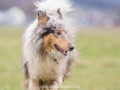 Hundemaedchen_Maggy_Gaia_Gassitreffen_Hundefreunde_Rauschenberg_Marburg_Hunde_Langhaarcollie_Collie (9)