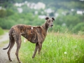 Hundetreffen_Marurg_Greyhound_Dobermann_Langhaarcollie_Border_Collie_Mischling_Gaia_Maggy_HemlepFotografie_treffen (1)