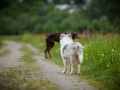 Hundetreffen_Marurg_Greyhound_Dobermann_Langhaarcollie_Border_Collie_Mischling_Gaia_Maggy_HemlepFotografie_treffen (13)