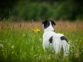 Hundetreffen_Marurg_Greyhound_Dobermann_Langhaarcollie_Border_Collie_Mischling_Gaia_Maggy_HemlepFotografie_treffen (16)