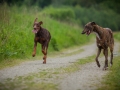 Hundetreffen_Marurg_Greyhound_Dobermann_Langhaarcollie_Border_Collie_Mischling_Gaia_Maggy_HemlepFotografie_treffen (18)