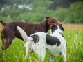 Hundetreffen_Marurg_Greyhound_Dobermann_Langhaarcollie_Border_Collie_Mischling_Gaia_Maggy_HemlepFotografie_treffen (19)