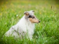 Hundetreffen_Marurg_Greyhound_Dobermann_Langhaarcollie_Border_Collie_Mischling_Gaia_Maggy_HemlepFotografie_treffen (29)