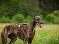 Hundetreffen_Marurg_Greyhound_Dobermann_Langhaarcollie_Border_Collie_Mischling_Gaia_Maggy_HemlepFotografie_treffen (31)