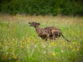 Hundetreffen_Marurg_Greyhound_Dobermann_Langhaarcollie_Border_Collie_Mischling_Gaia_Maggy_HemlepFotografie_treffen (5)