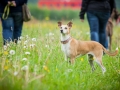 Hundetreffen_Marurg_Greyhound_Dobermann_Langhaarcollie_Border_Collie_Mischling_Gaia_Maggy_HemlepFotografie_treffen (50)